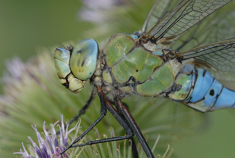 Emperor Dragonfly